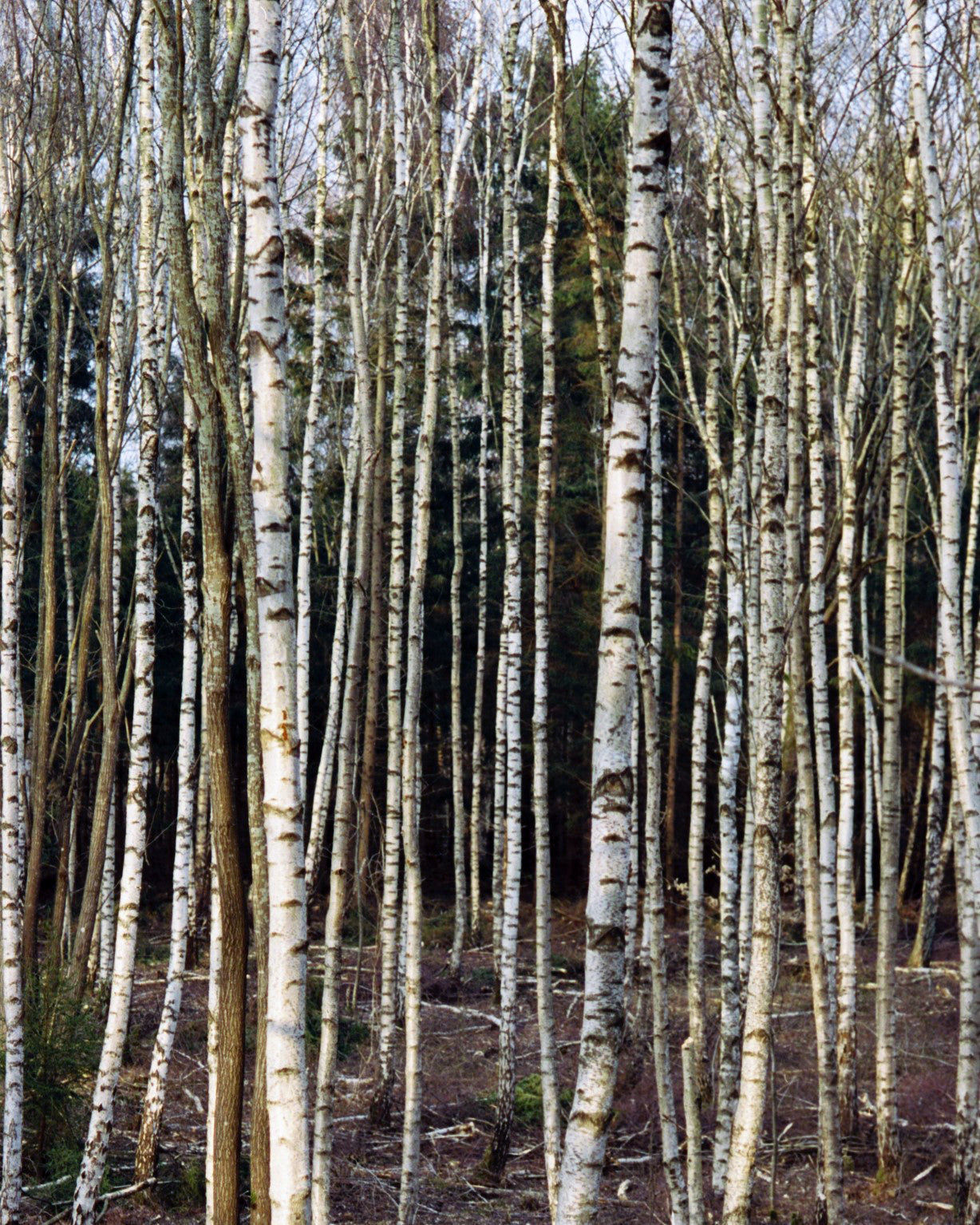 BIRCH_1a.jpg