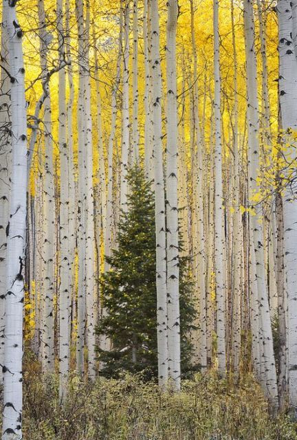 Birch_Tree_Pictures_Autumn_65_Ideas.jpg