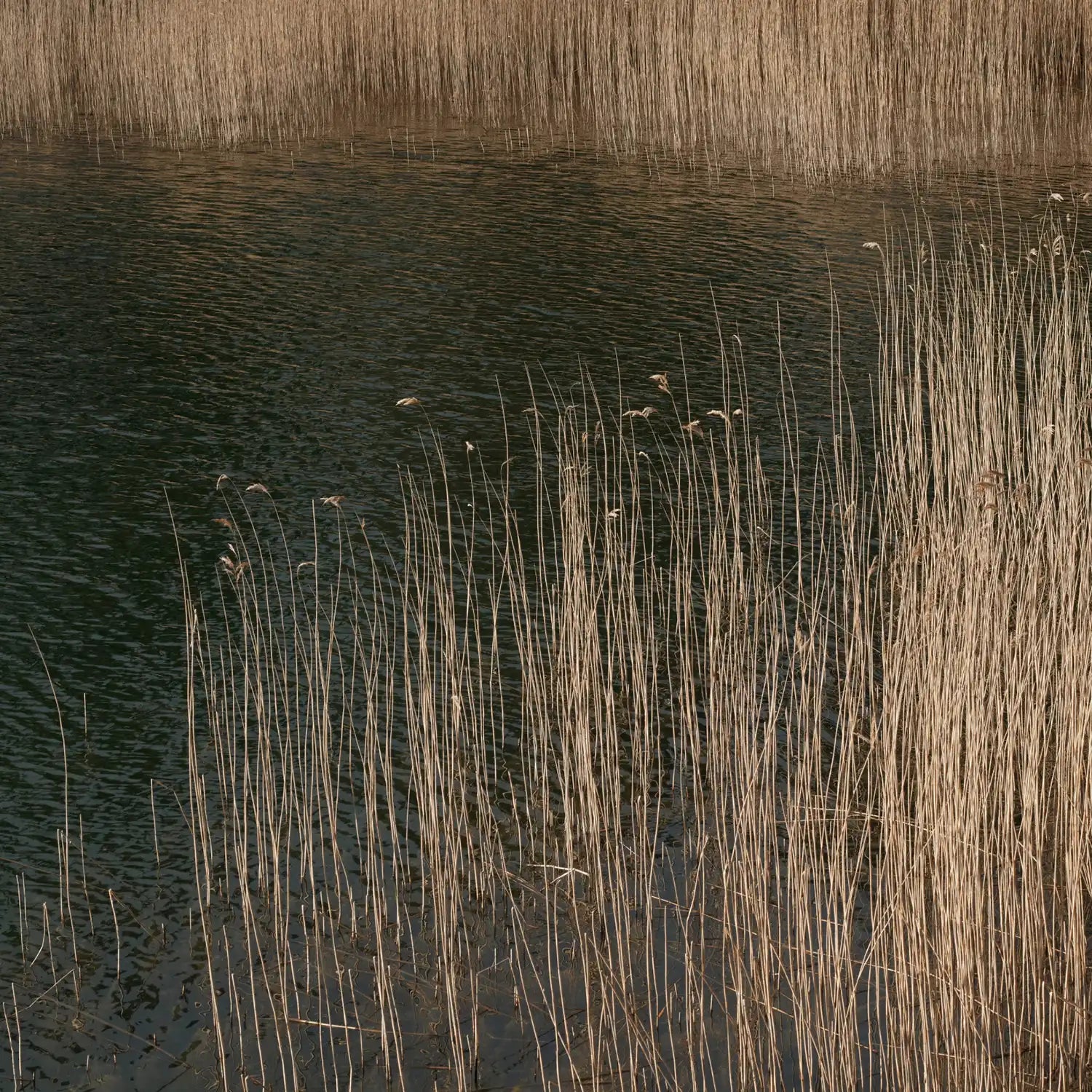 Colekt-vass.webp