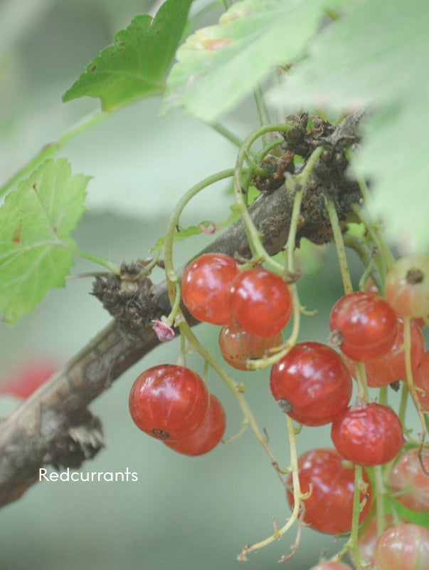 FJORD_Redcurrants.jpg