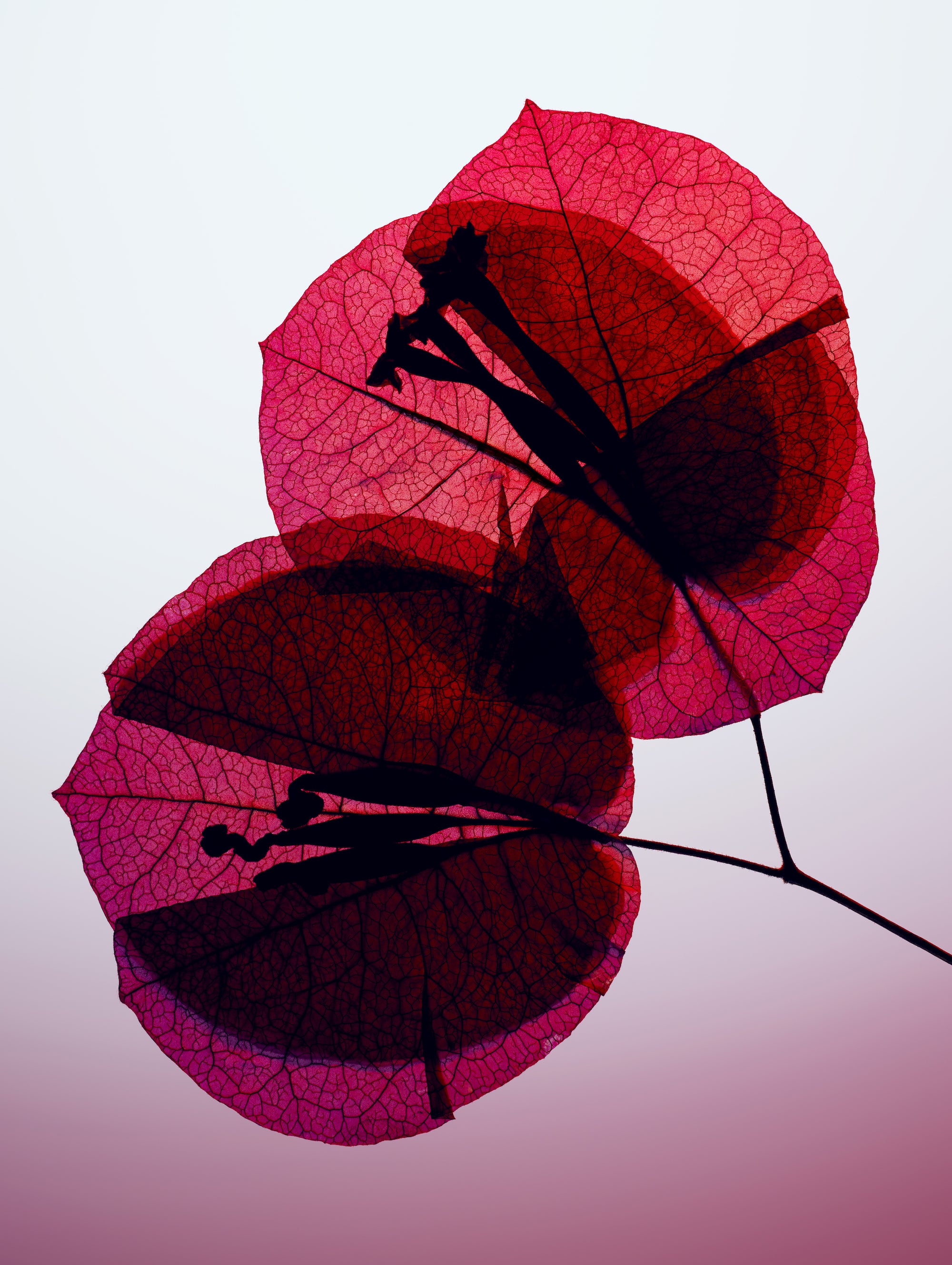 Manasi_7_Mesmerizing_Selectives_s-RGB_72dpi_1.jpg