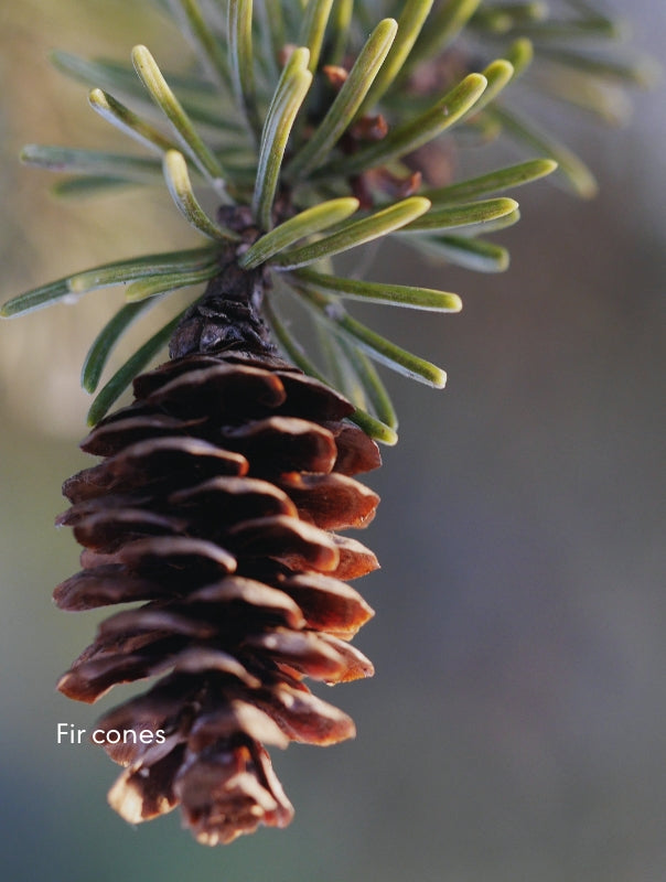 SKOG_Fircones.jpg