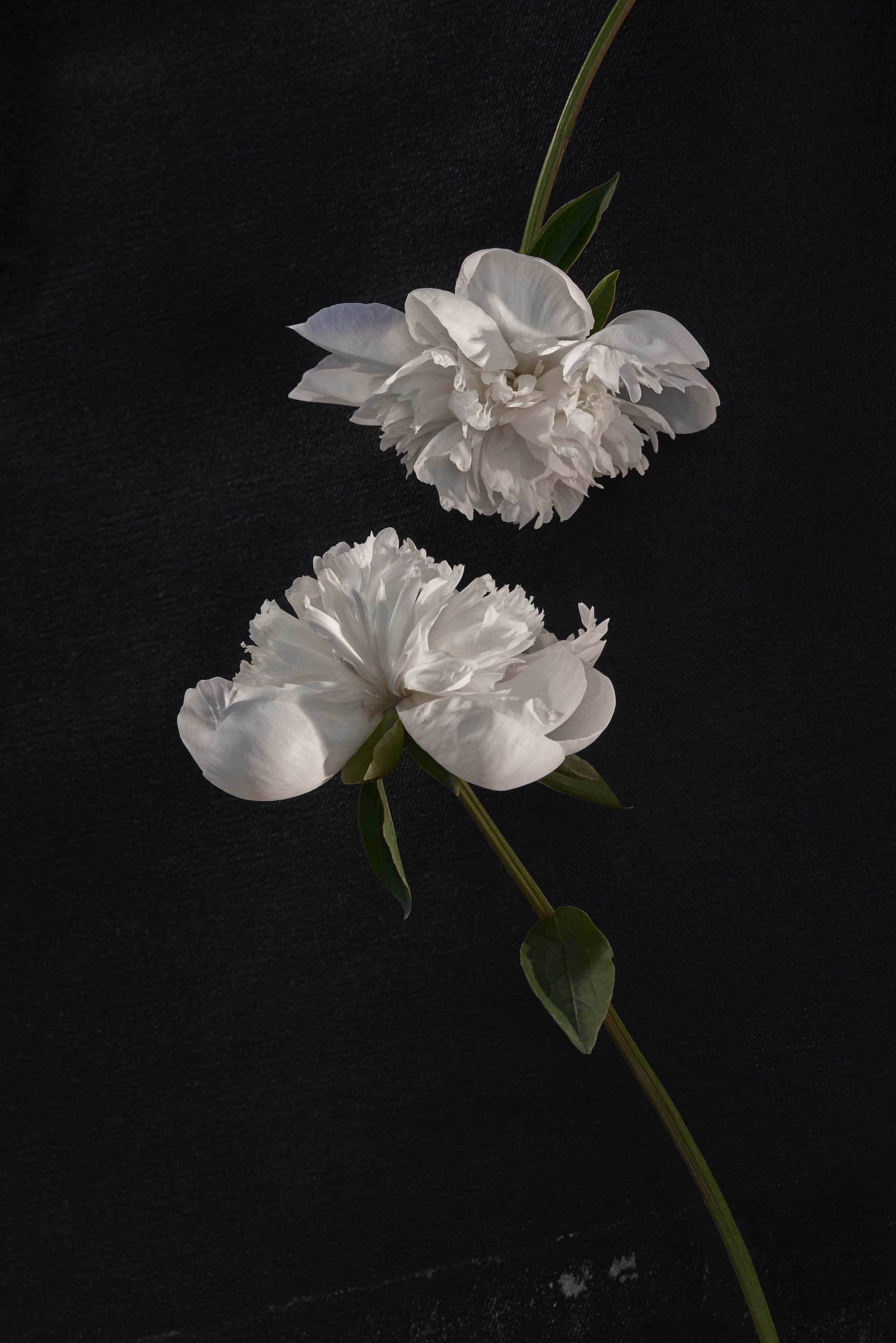 SelahatinWhiteFloral.jpg