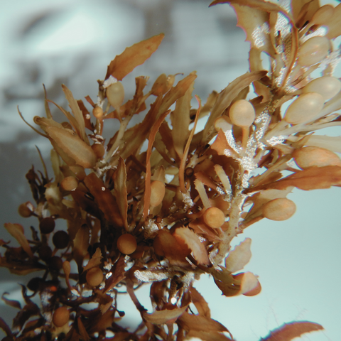 Seaweed is found all around the Nordic coastline from the cold clean seas and used in many wellness apllications