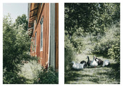 Hardcover book celebrating living close to nature on the Nordic Homestead with beautiful photography of Finnish life, by Cozy Publishing.