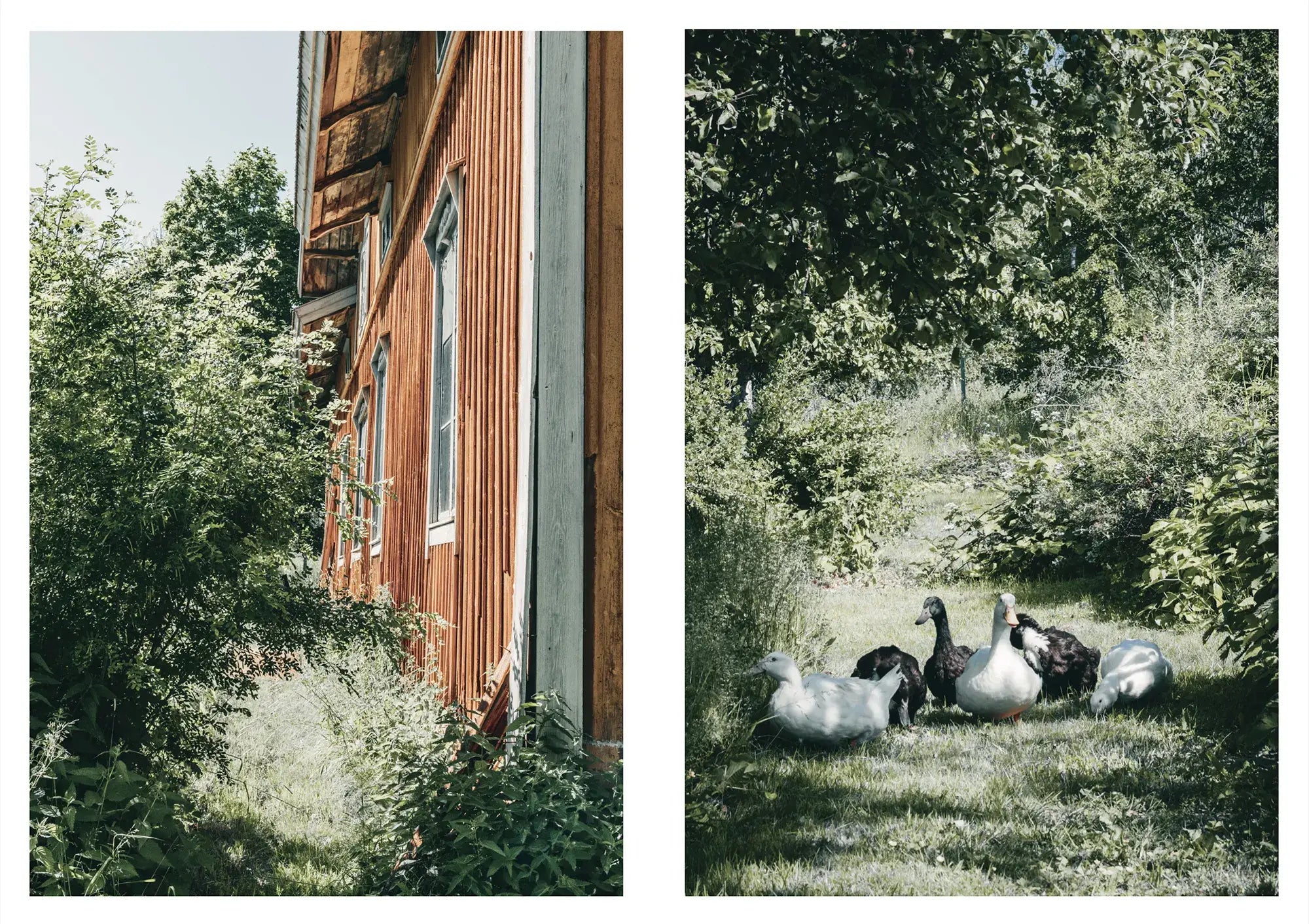 Hardcover book celebrating living close to nature on the Nordic Homestead with beautiful photography of Finnish life, by Cozy Publishing.