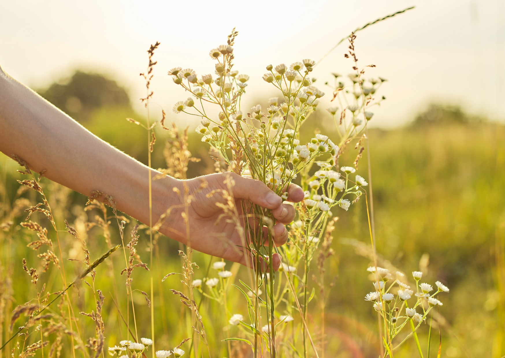A woman's hand gently holding a small bunch of delicate white wildflowers among tall golden grass in a late summer field.
