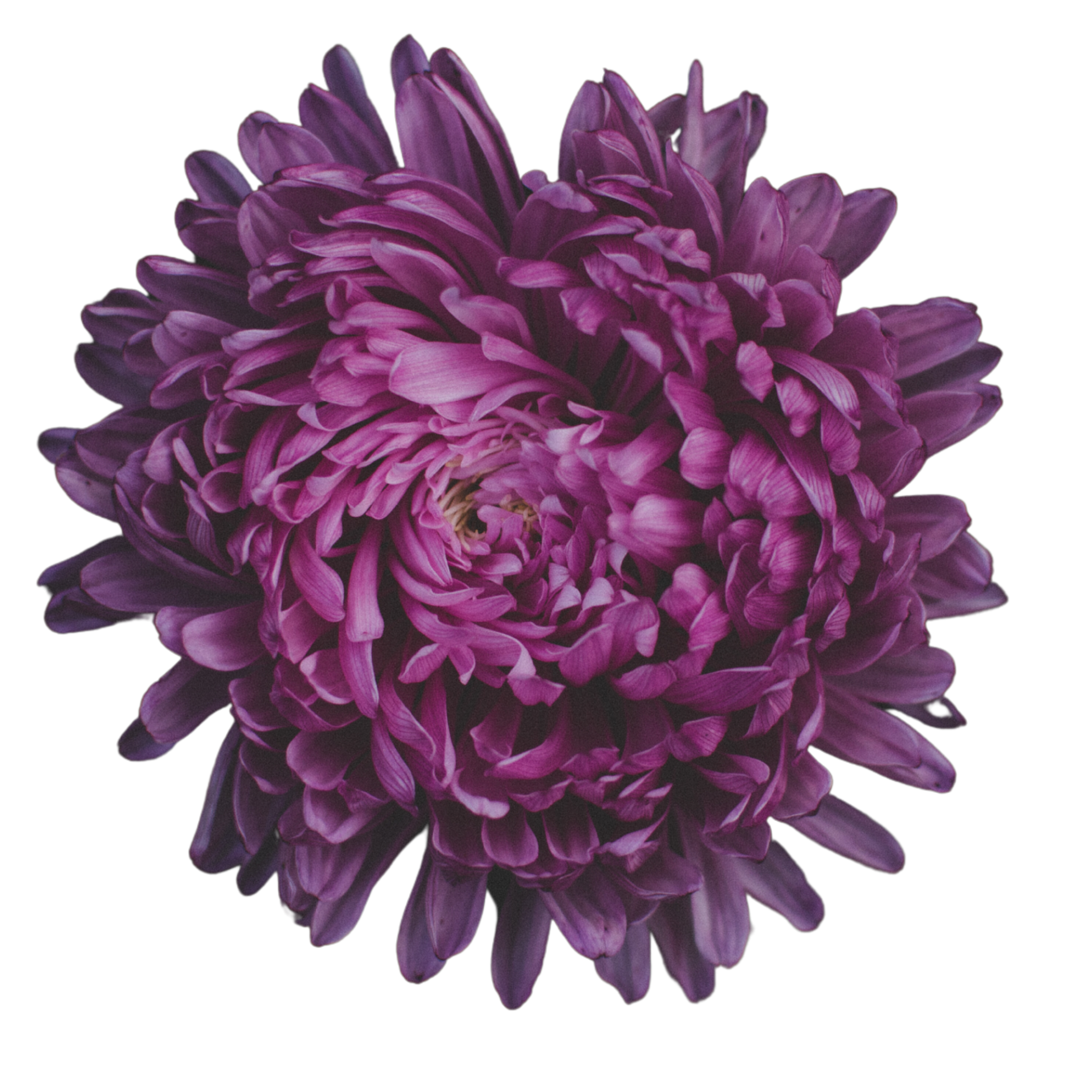 Bare_Nordiv_Beauty_5ff89af4-9c20-4e07-bdd3-d1e3c0082eb3.png