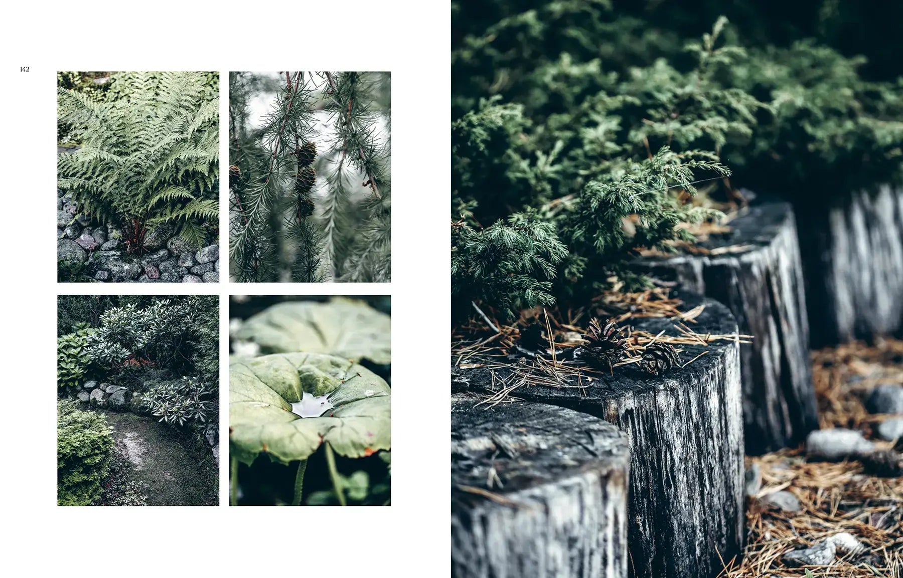 Collage of nature scenes including trees, plants, and a small waterfall.