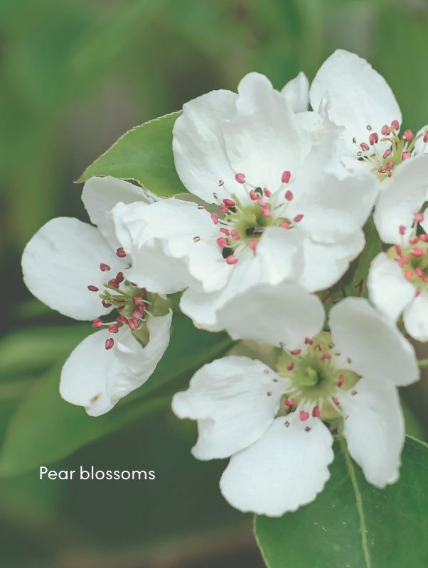 FJORD_Pear_Blossoms_f11923c0-8f94-4f7d-ba9a-c20df5baac69.jpg