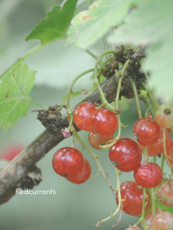 FJORD_Redcurrants_2df4ab3c-26fb-4bee-9e61-f08448f8c12d.jpg