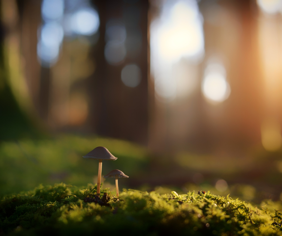 Forest_mushroom.png