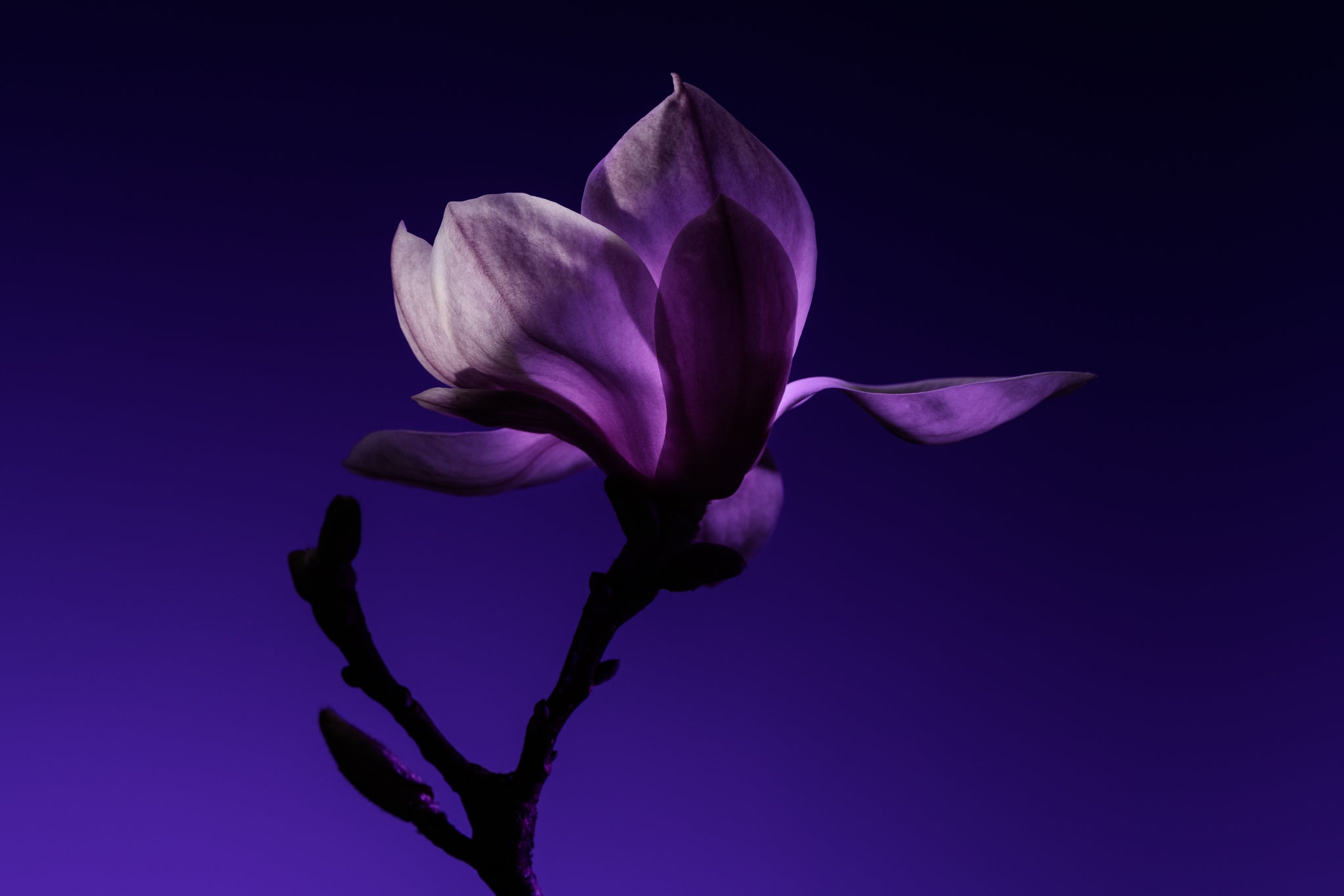 GB_Flower_07_SR_srgb.jpg