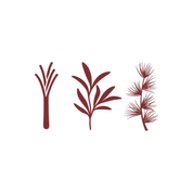 Hand and body lotion : Lemongrass Rosemary Cedar