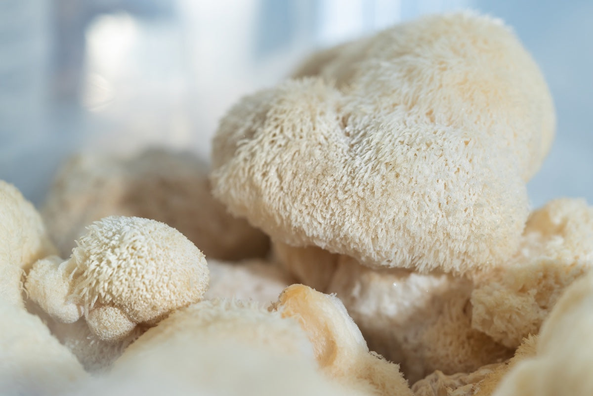 Lions mane mushroom from Finland, for when you need to increase your focus