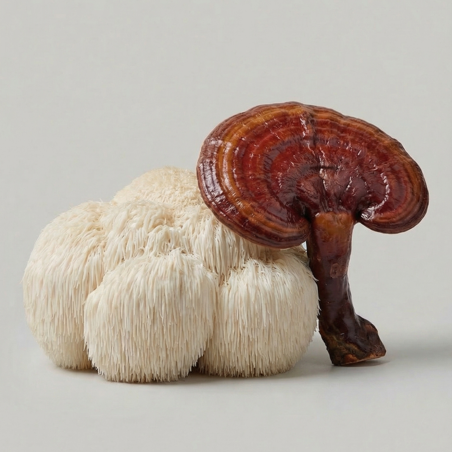 LionsMane_Reishi.png