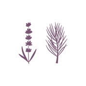 Hand and body lotion refill : Lavender Pine Needle