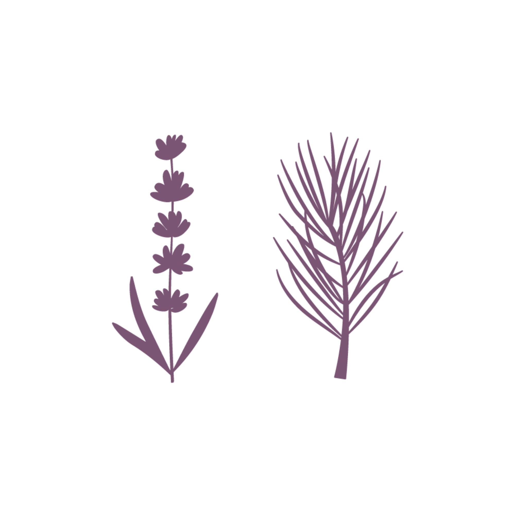 Hand and body lotion refill : Lavender Pine Needle