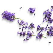 Fragrance tag : Hinoki