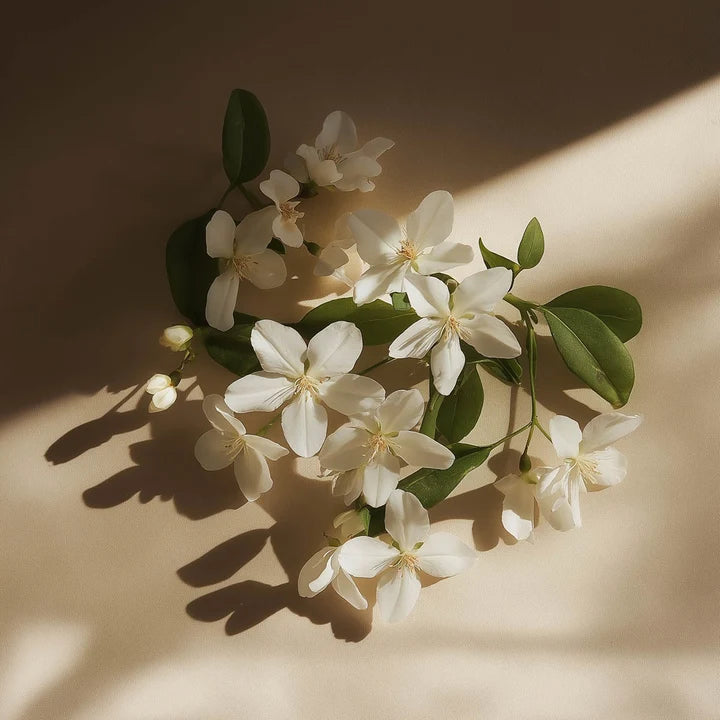 doftnot-jasmine.webp