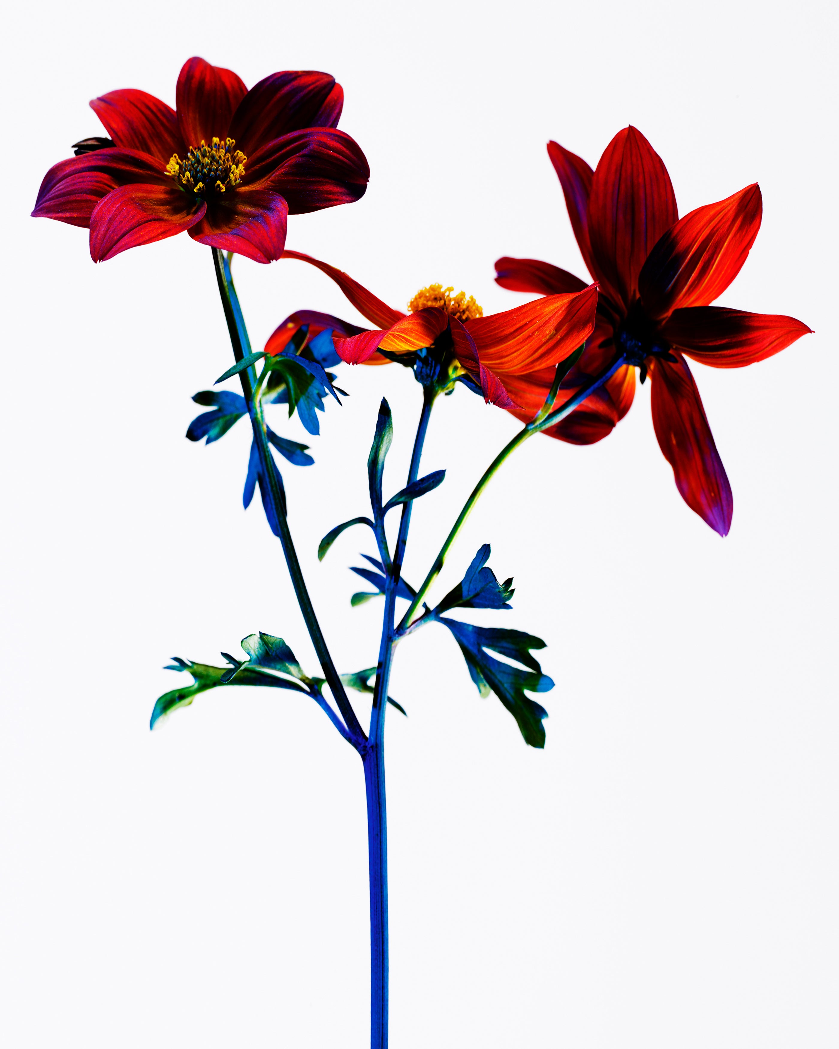 manasi-7-all-over-colour-gazania-010.jpg