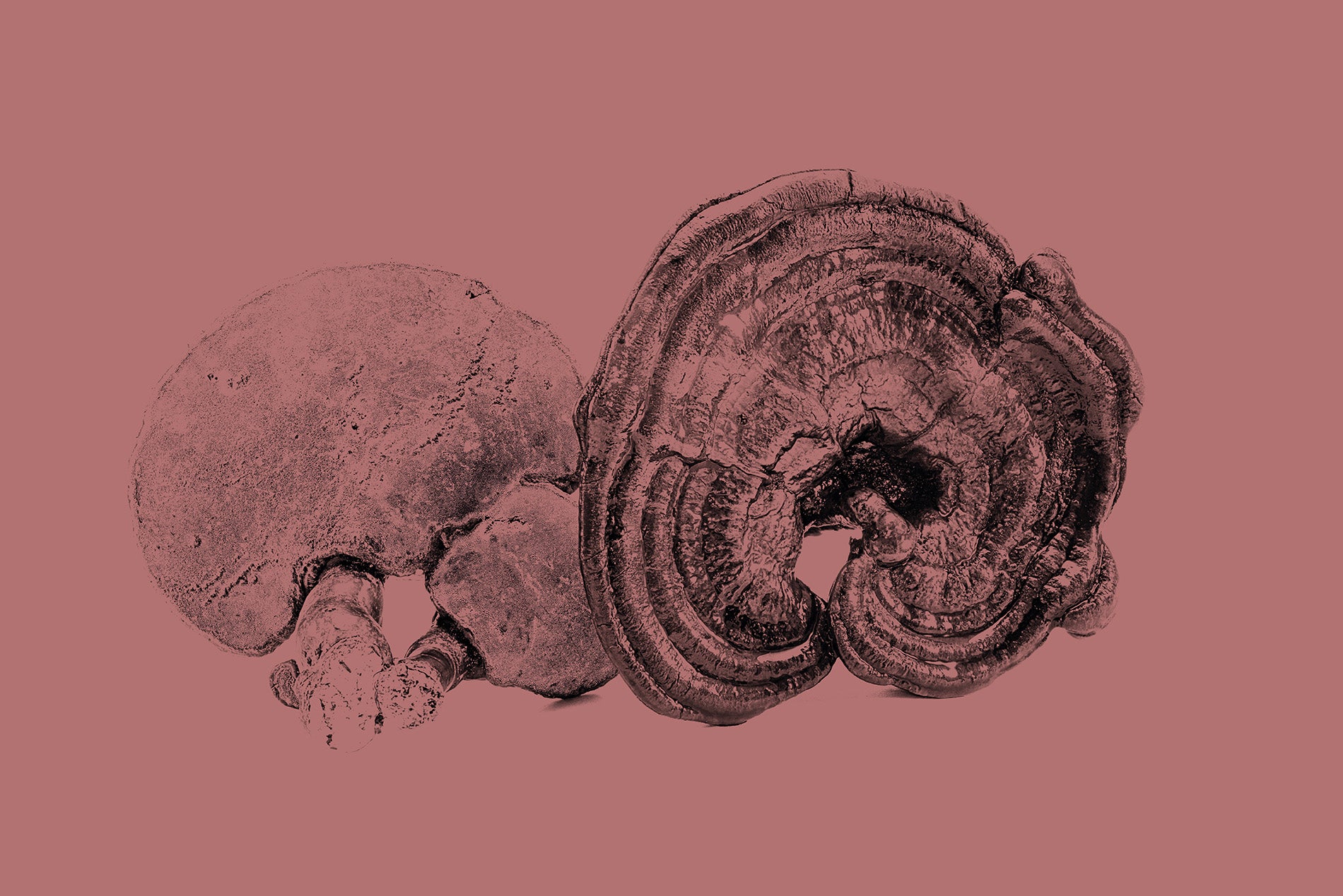 reishi.jpg